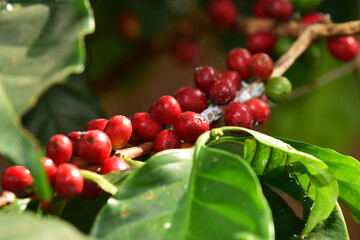 Coffee beans ripening on a tree                               