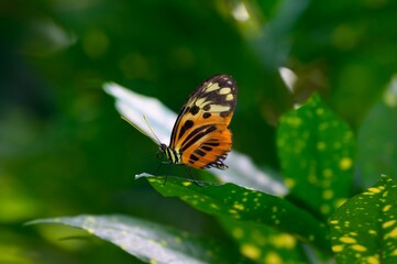 A Tiger Longwing Butterfly at a Botanical Gardens Exhibit in Grand Rapids, Michigan.