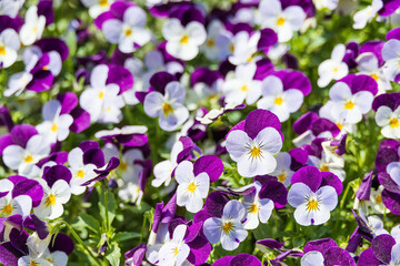 A viola pansy found in an outdoor flower bed. Warm spring sunshine - viola tricolor, little pansy
