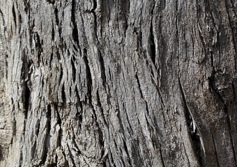 Close up view of tree bark textured abstract background
