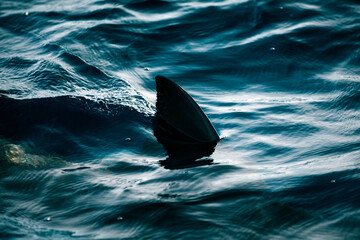 Close-up silhouette of the dorsal fin of a great white shark in dark water