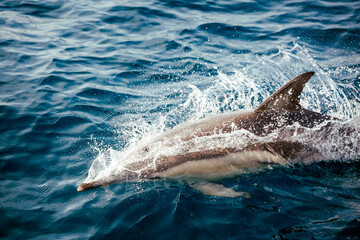 Looking down at a common dolphin swimming in blue ocean water