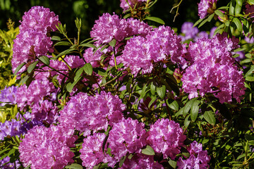 Rhododendron