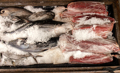 Ahi Tuna on Ice at a fish market as whole fish and as fillet in clear bags
