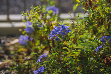 nature and landscape concept with small tree and tropical tree  background