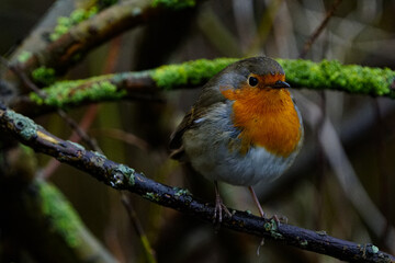 Redbreast / European Robin