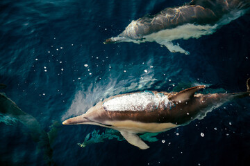 Multiple common dolphins swimming together in the ocean