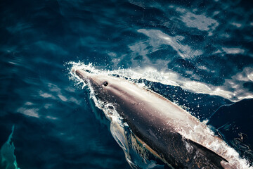 Common dolphin splashing across the oceans surface