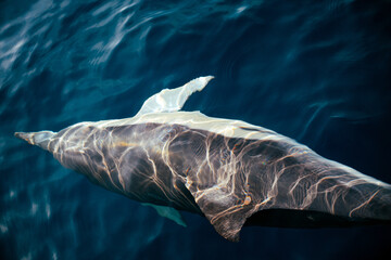 Light reflecting on a common dolphin as it turns under the surface