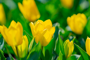 Spring garden. Beautiful yellow tulip flowers on spring nature. Close-up of closely bundled tulips....