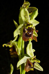 Flowering plant of the Levant orchid (Ophrys levantina), in natural habitat on Cyprus