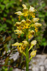 Flower head of the small-dotted orchid (Orchis punctulata), Cyprus