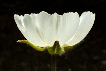 Shining white flower of the Persian buttercup (Ranunculus asiaticus), lateral view with black...