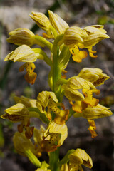 Yellow blooming flower head of the small-dotted orchid (Orchis punctulata), Cyprus