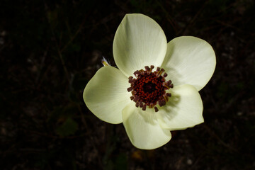 White flower of the Persian buttercup (Ranunculus asiaticus), view from above, Cyprus