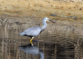 White-faced heron bird standing in a shallow pond of water