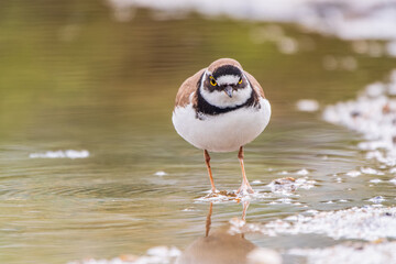 Little ringed plover (Charadrius dubius), bird standing on the lake shore