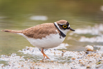 Little ringed plover (Charadrius dubius), bird standing on the lake shore