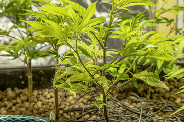 Medical Cannabis Sativa plants growing indoors Lab system legal light drugs medication medicine concept selective focus