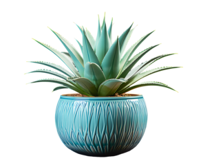 Agave plant in blue pot isolated on cut out PNG or transparent background. Edges of leaves have hard thorns. Plant that is born in desert and is very resistant to drought and lack of water.