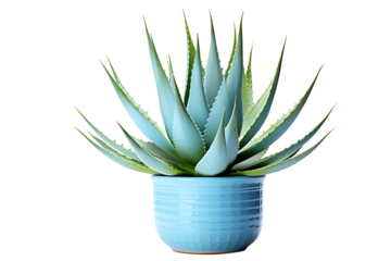Agave plant in blue pot isolated on cut out PNG or transparent background. Plant that is born in desert and is very resistant to drought and lack of water. Edges of leaves have hard thorns.