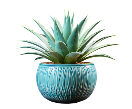Agave plant in blue pot isolated on cut out PNG or transparent background. Edges of leaves have hard thorns. Plant that is born in desert and is very resistant to drought and lack of water.