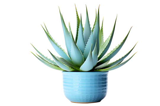 Agave plant in blue pot isolated on cut out PNG or transparent background. Plant that is born in desert and is very resistant to drought and lack of water. Edges of leaves have hard thorns.