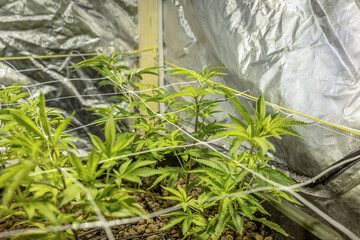 SoG Sea of Green net hemp cultivation technique Growing pot in growtent indoor Vegetative stage...