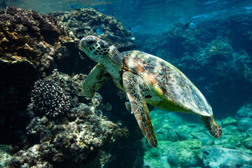 Green sea turtle swims over a coral reef. Captured whilst snorkelling on Lady Elliot Island on the...