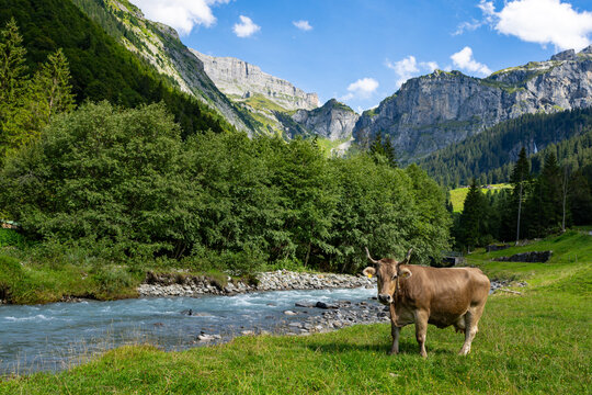 Cow on a summer pasture. Herd of cows grazing in Alps. Holstein cows, Jersey, Angus, Hereford, Charolais, Limousin, Simmental, Guernsey, Ayrshire, Brahman Cattle breeds. Cow in a field. Dairy cow.