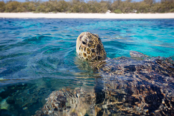 A sea turtle pops his head above the surface of a clear reef lagoon