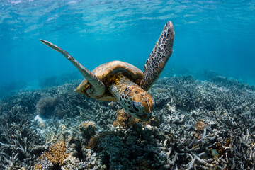 Small turtle swimming in crystal clear water on the Great Barrier Reef