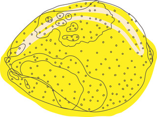 Lemon hand drawing. Citrus food. Vector illustration.