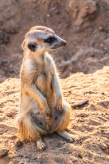 Fototapeta premium Meerkat, Suricata suricatta, on hind legs. Portrait of meerkat standing on hind legs with alert expression. Portrait of a funny meerkat sitting on its hind legs.