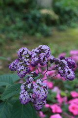 flower lilac nature spring plant blooming summer