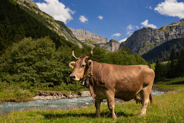 Fototapeta premium Cow are grazing. Cattle pasture in a grass field.