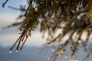 raindrops on the twigs from a spruce in the sunlight at a spring morning