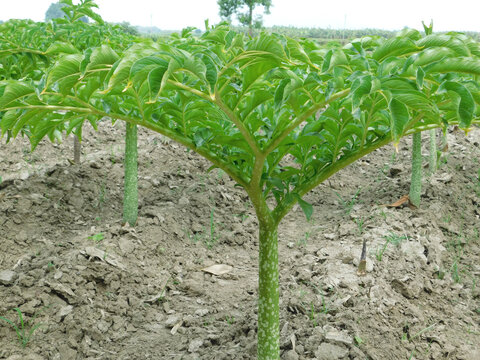 Amorphophallus muelleri Blume farm field also known as porang, iles-iles, elephant foot yam, sweet yam, konjac, suweg, walur. It used on food, medicine,
