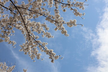 spring flowers tranquility peace beauty nature tree