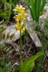 Obraz premium Flowering plant of the small-dotted orchid (Orchis punctulata) in natural environment on Cyprus