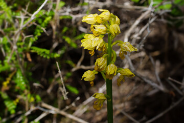 Yellow flower head of the small-dotted orchid (Orchis punctulata) in natural environment on Cyprus