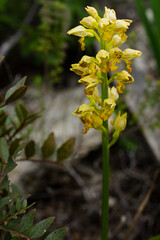 Small-dotted orchid (Orchis punctulata) with yellow flower head in natural environment on Cyprus