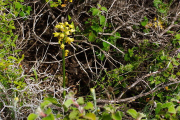 Small-dotted orchid (Orchis punctulata) with yellow flowers in natural environment on Cyprus