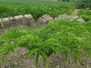 A picture of Amorphophallus muelleri or porang leaf.