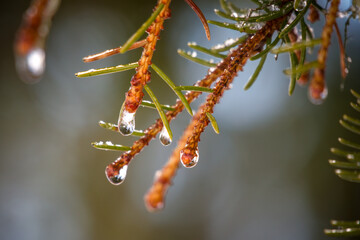 raindrops on the twigs from a spruce in the sunlight at a spring morning