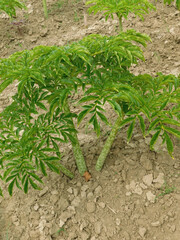 Amorphophallus muelleri, a type of tuber from the taro family and the like with many benefits for...