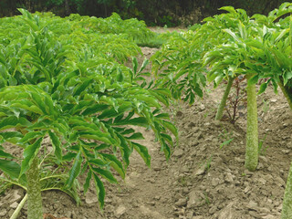 
Porang plant Amorphophallus also known as konjac elephant yam konjak, Konjaku, Konnyaku Potato, devil tongue, voodoo lily