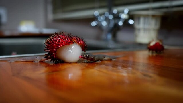 Small gecko lizard licks peeled rambutan fruit flesh on kitchen countertop