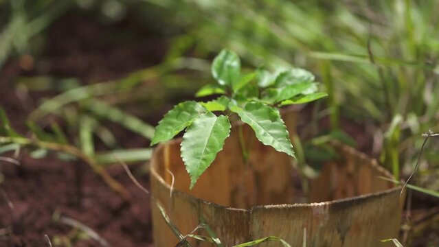 Planted Seedling Young Pink Trumpet Tree, Lapacho, Closeup