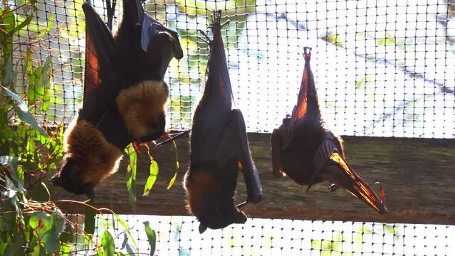 Native Australian bat species, a camp of little red flying fox, pteropus scapulatus roosting and hanging upside down in captivity in daylight in an enclosed environment, close up shot.